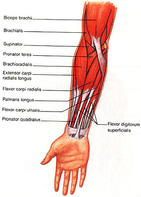 Forearm training techniques and exercises.