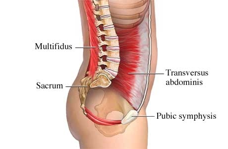 obliques-muscles.jpg
