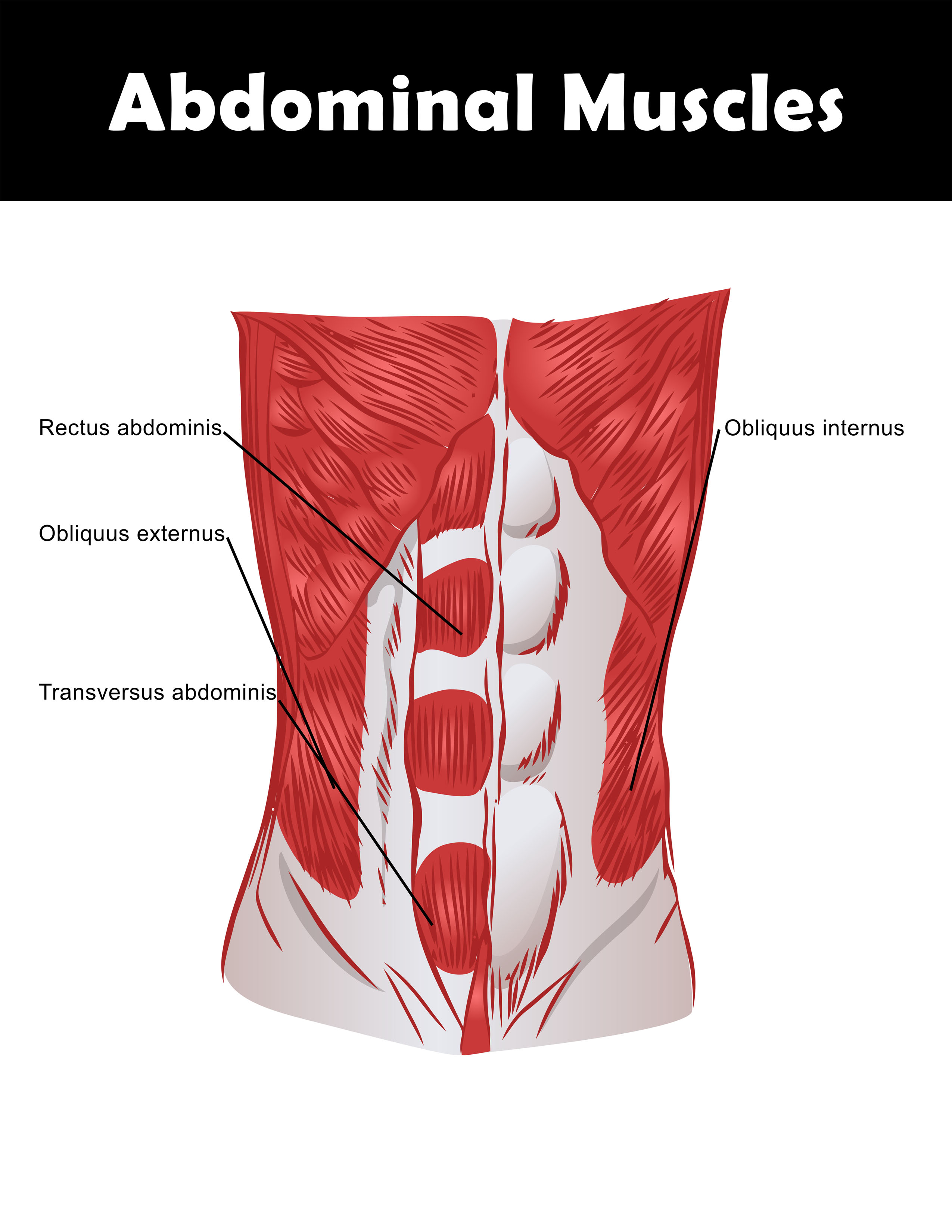 Abdominal muscle anatomy chart you can download and print.