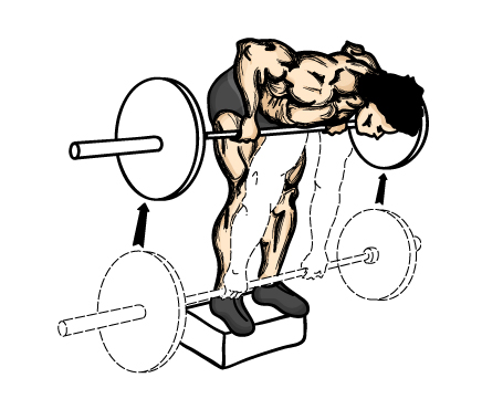 Illustration of back exercises with a barbell. 