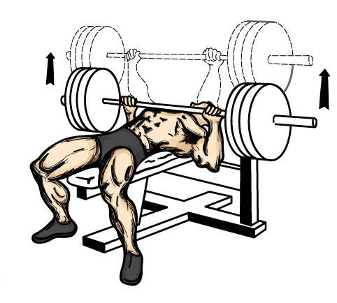 Illustration of good chest workouts with barbell.