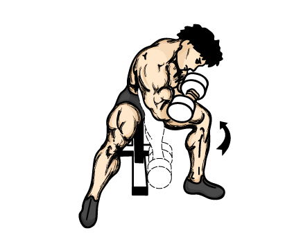 Illustration of good bicep workout for men.