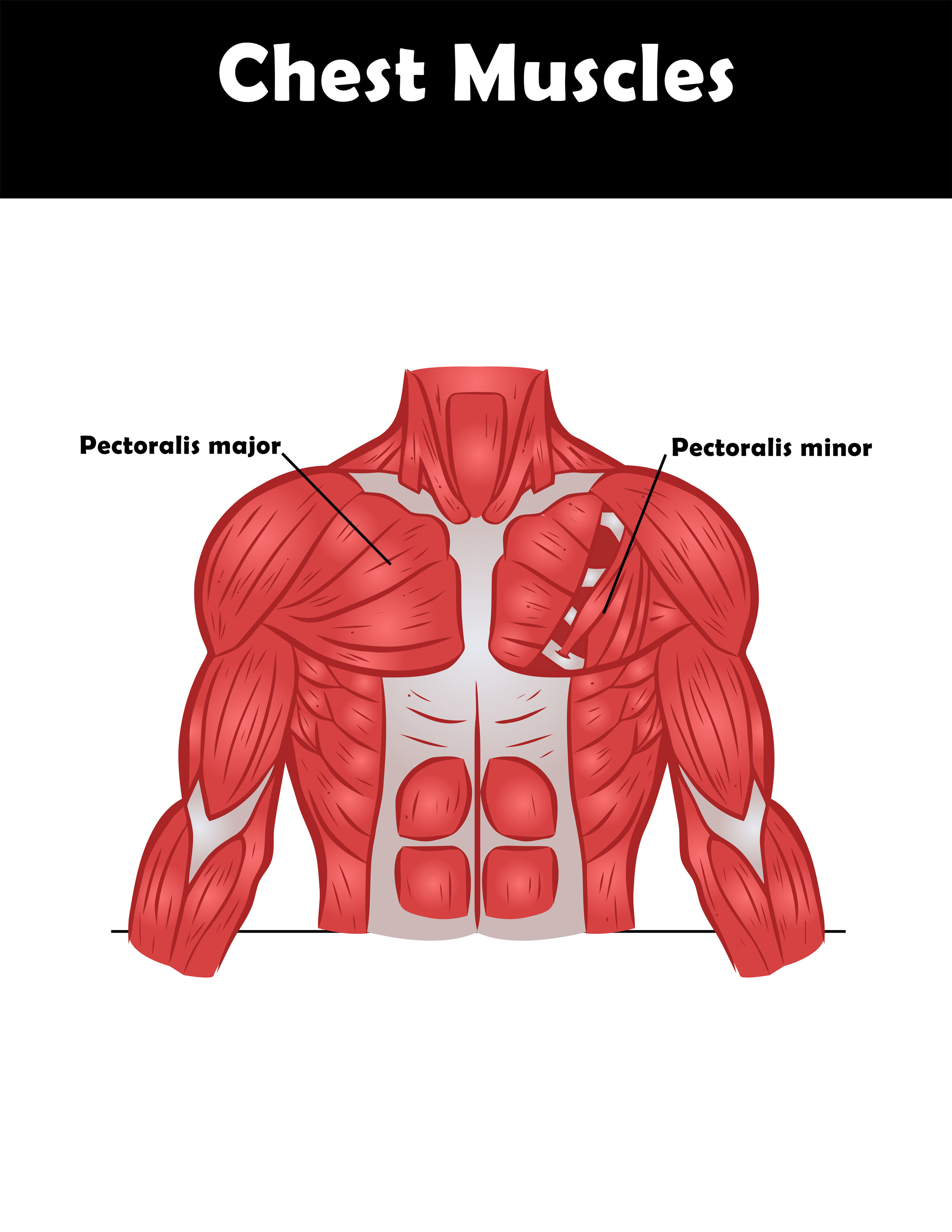 Chest muscle exercise anatomy chart you can download and print. 
