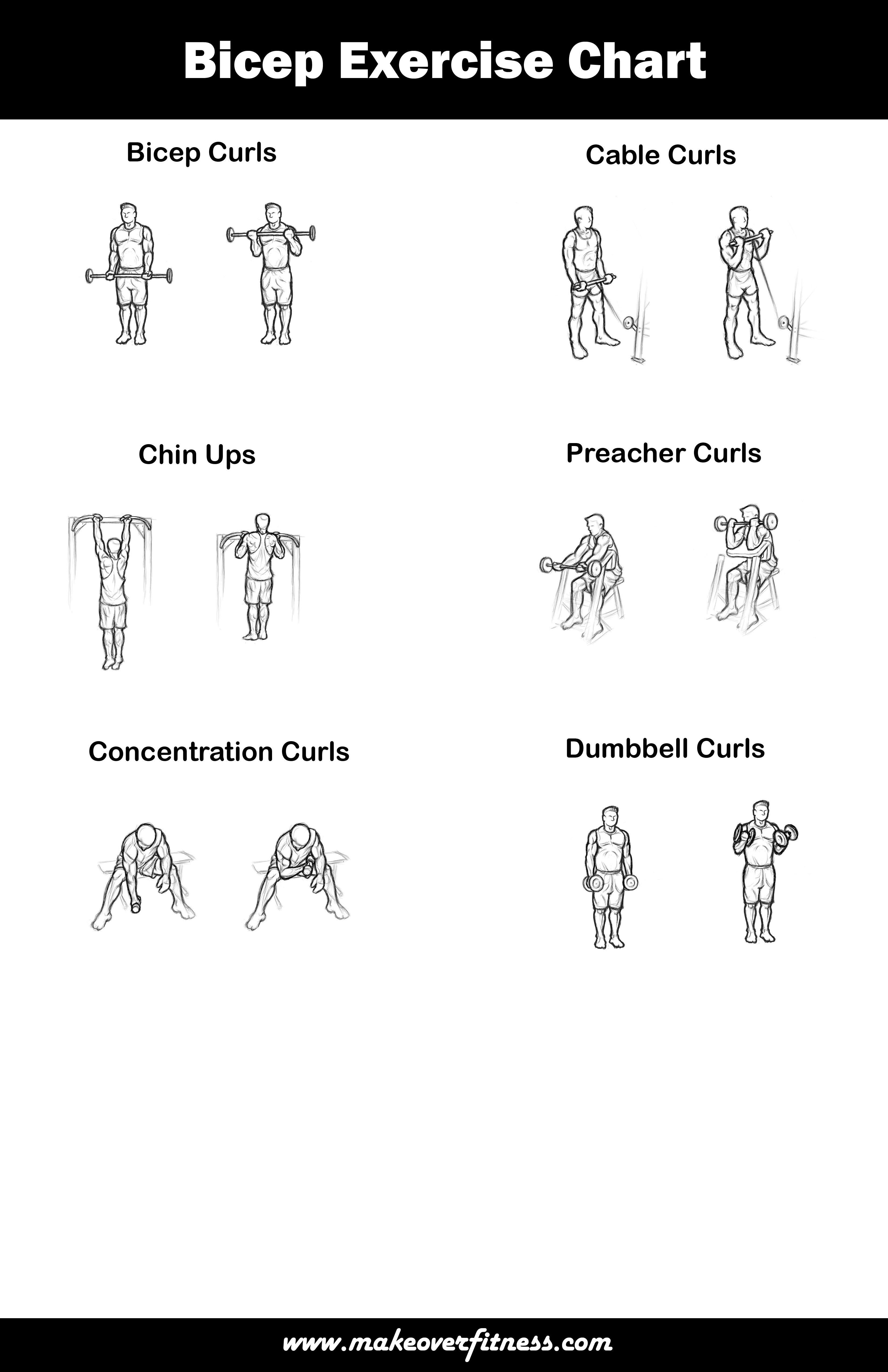 Best Bicep Exercise Chart