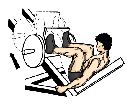Illustration of a good leg workout exercise. 
