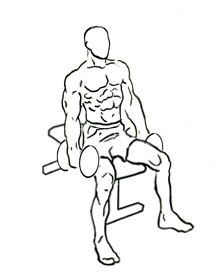 image of seated dumbbell bicep curl 