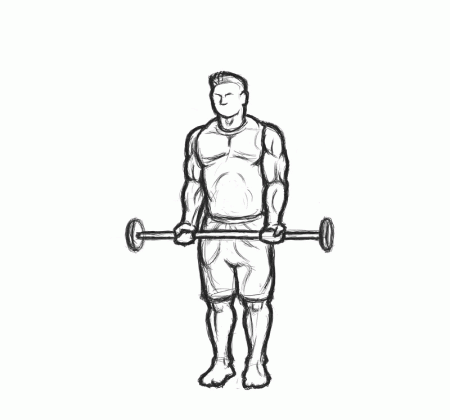 Bicep exercises you can do using a barbell