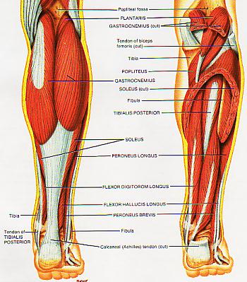 Good calf muscle exercises