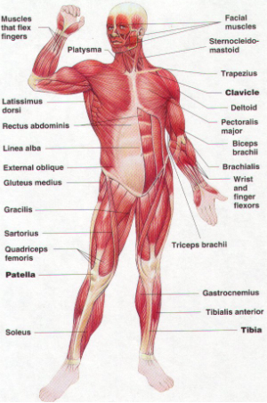 full-body-muscles.jpg