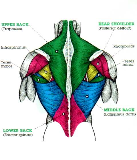 Great exercises for your upper back