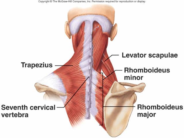 List of neck stretches you can do at home or the gym.